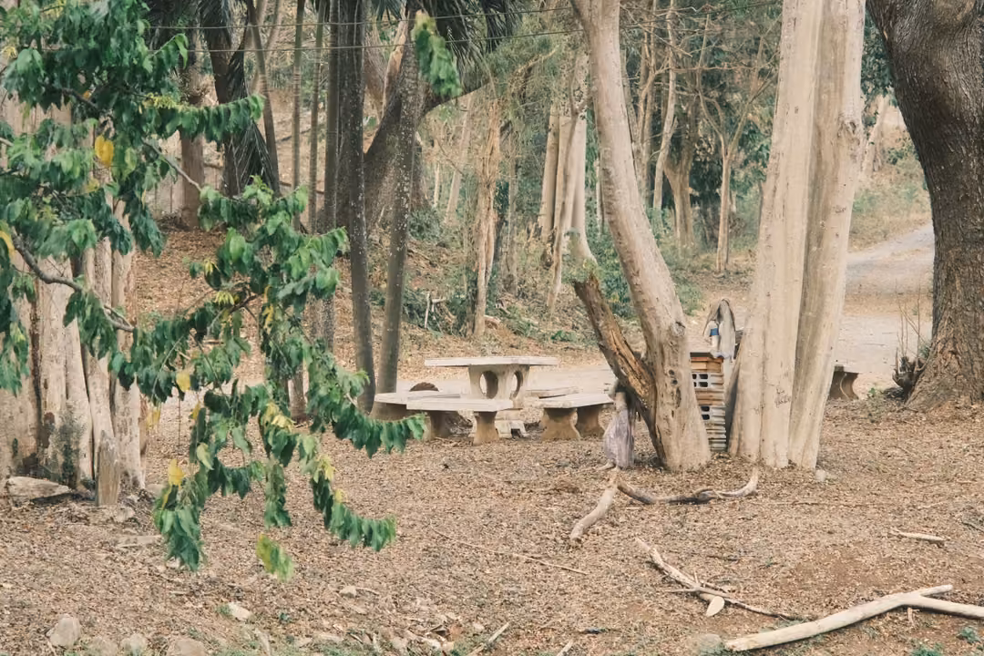 Shaded woodland with pale tree trunks, a stone picnic table and benches, and leafy branches in front