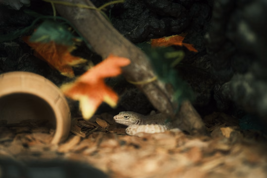 A small pale lizard resting on bark chips under a branch, a clay pipe and orange leaves nearby