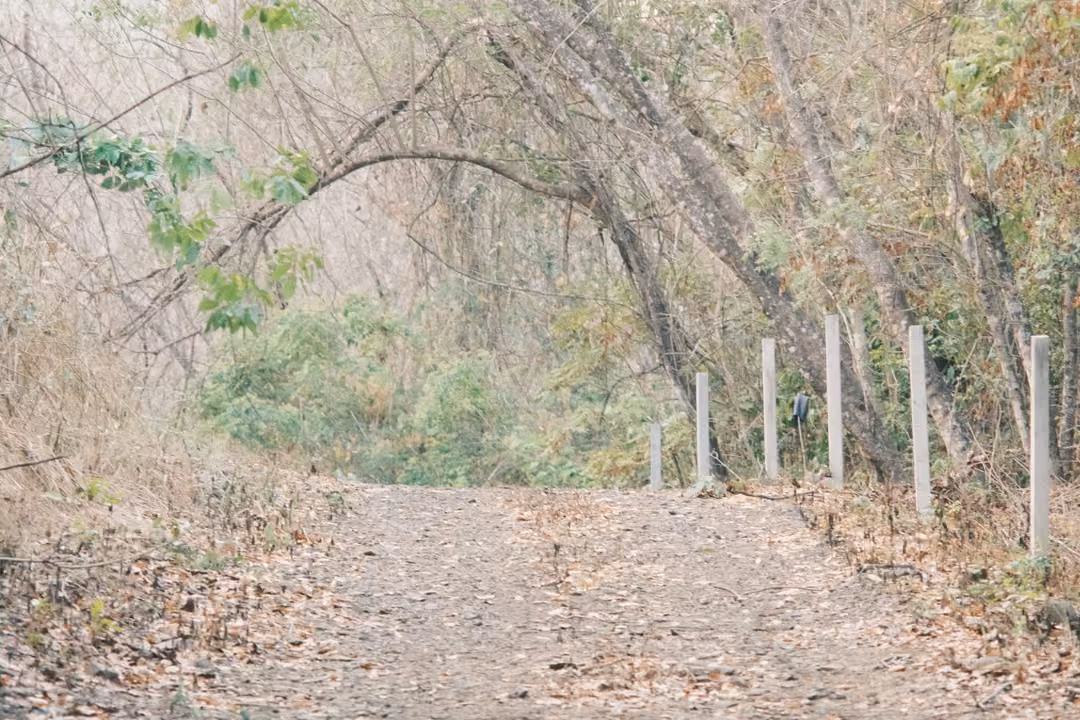 Dirt track under arching dry trees, a line of white concrete fence posts along one side
