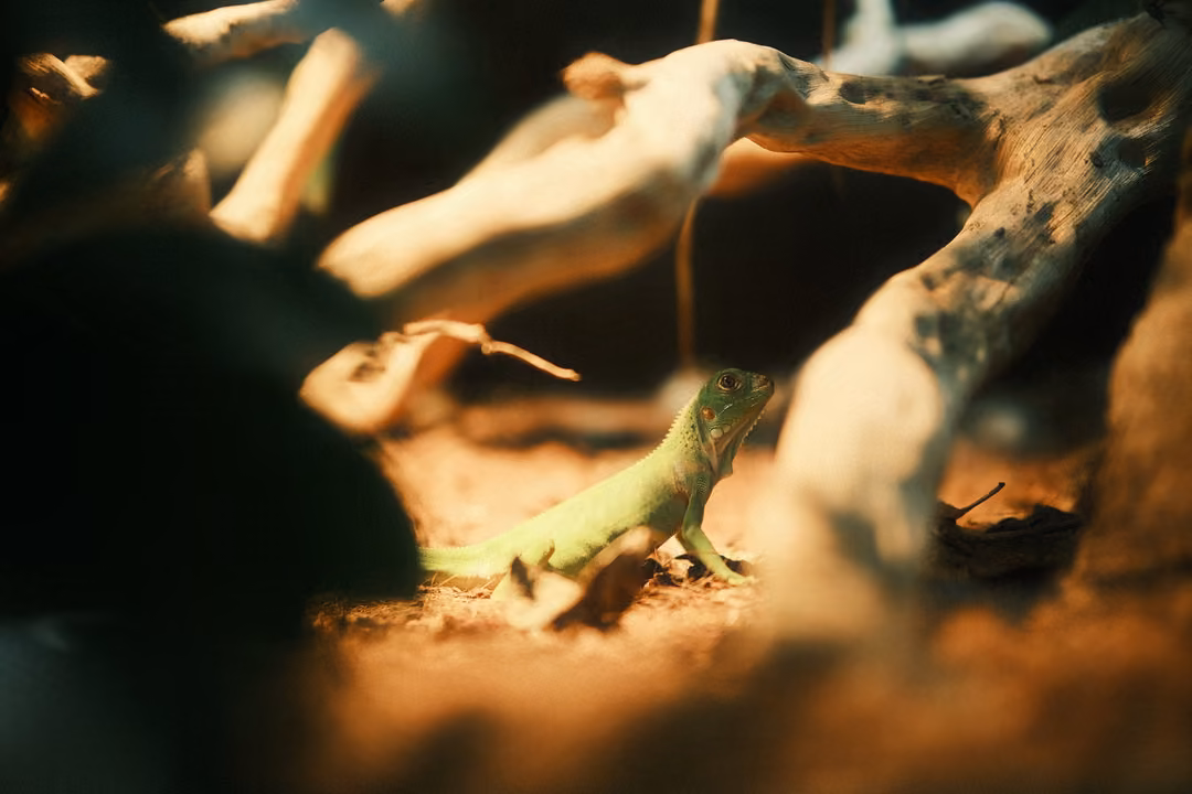 Small bright green lizard standing on sand among pale driftwood under warm light