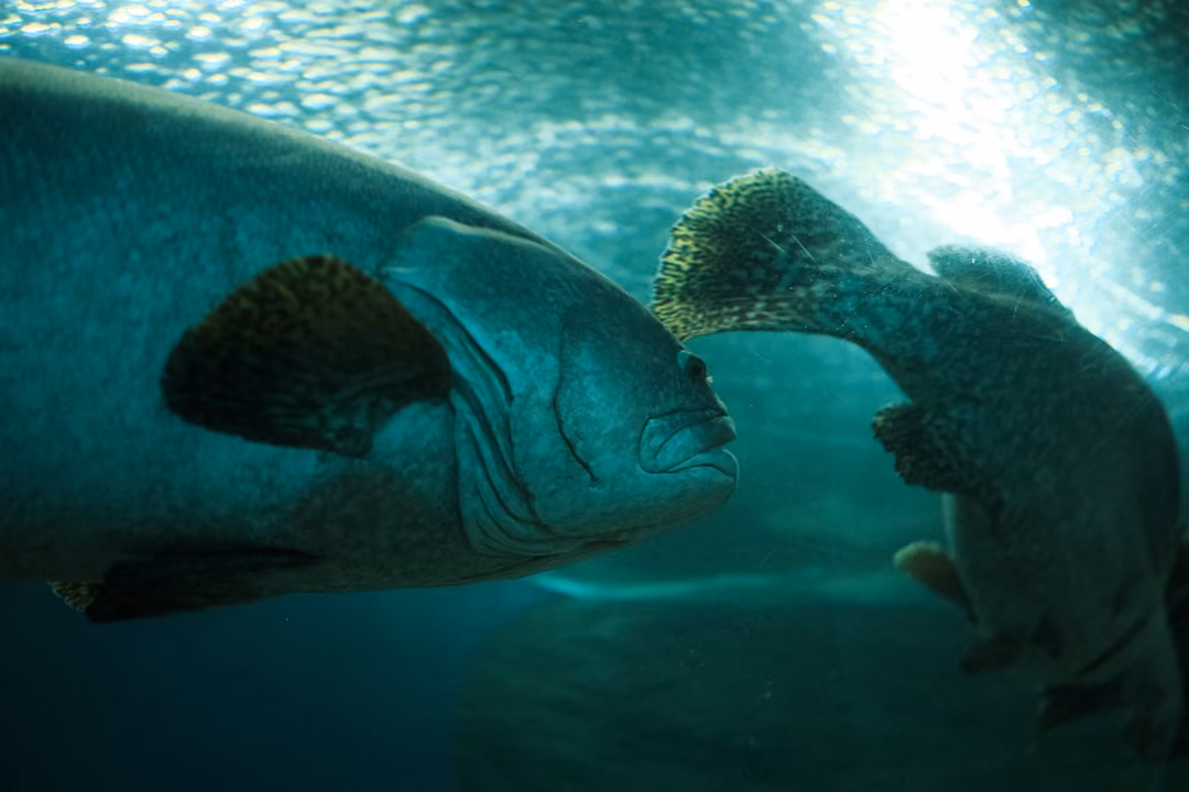 Two large groupers nose to nose under the bright rippling surface of an aquarium tank