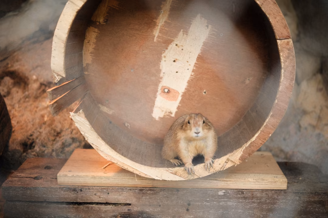 Prairie dog sitting inside a large wooden wheel resting on a plank, with dirt and rocks behind