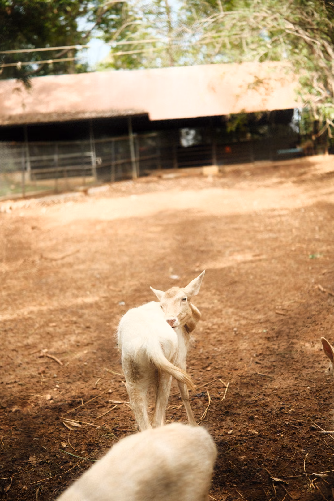White deer walking away across dirt toward a long shed, with another deer's blurred back in the foreground