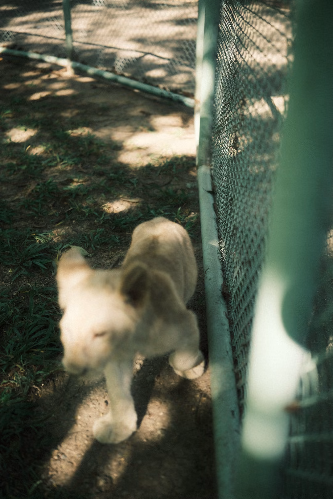 Pale lion cub walking beside a green-framed chain-link fence on shaded grass, blurred foreground post