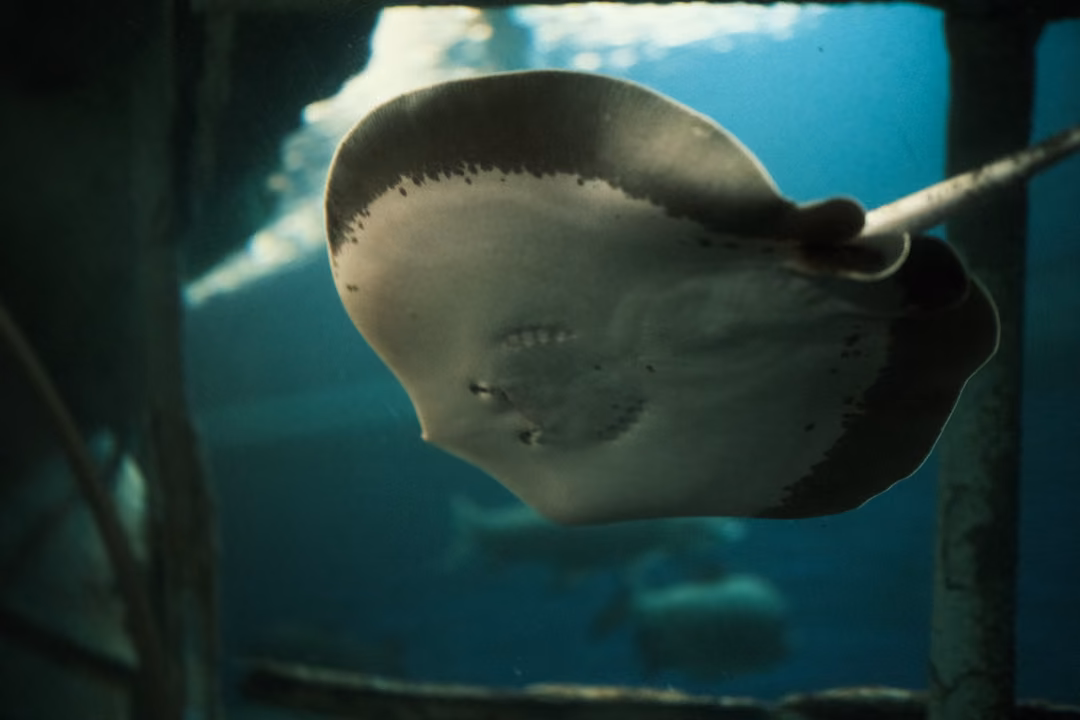 A stingray banking through blue water between tunnel pillars, other fish swimming below