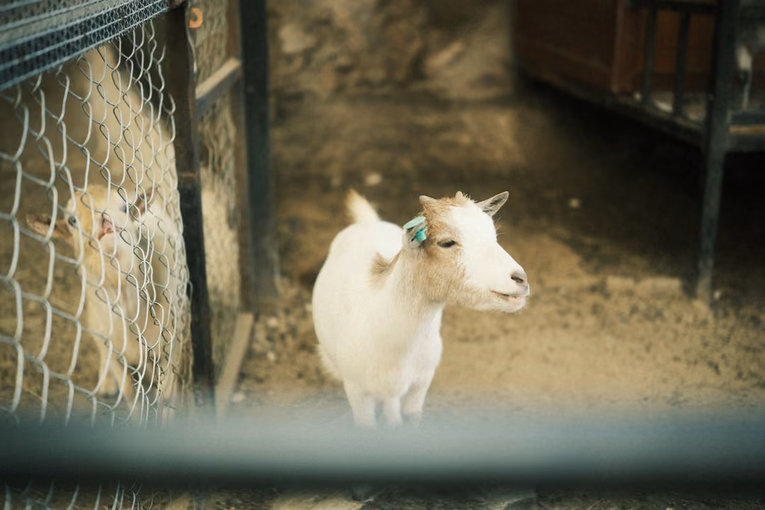 Small white goat with a green ear tag standing in a dirt pen beside a chain-link fence