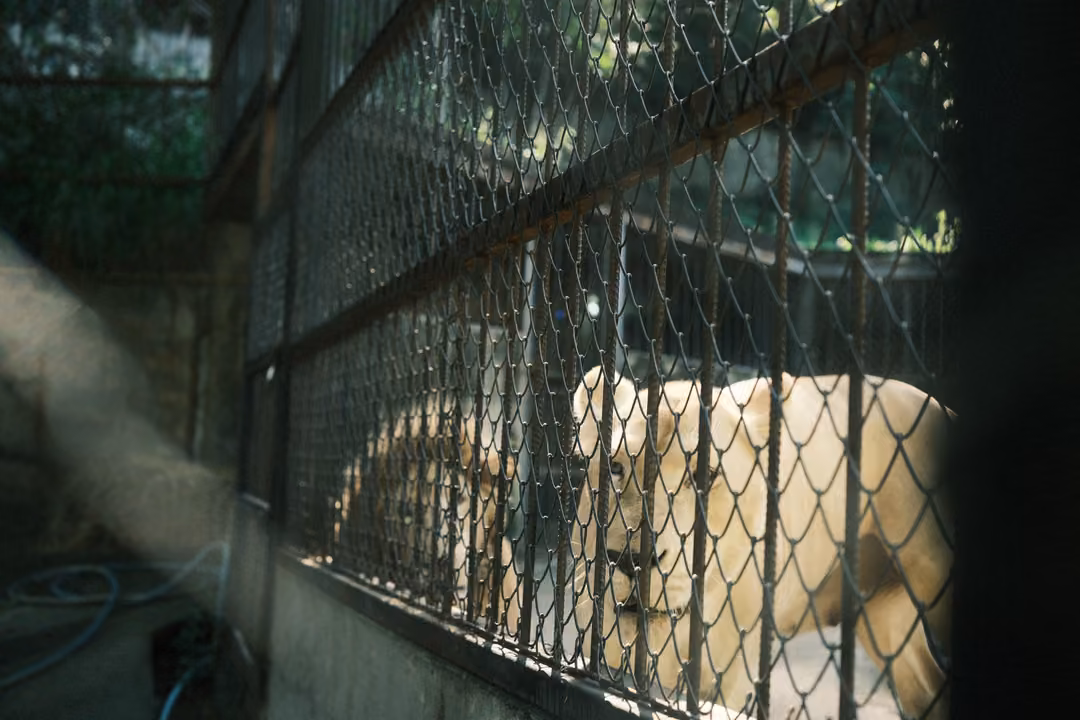 Pale lioness and maned lion behind a fence, a blurred shape in the foreground and a blue hose below