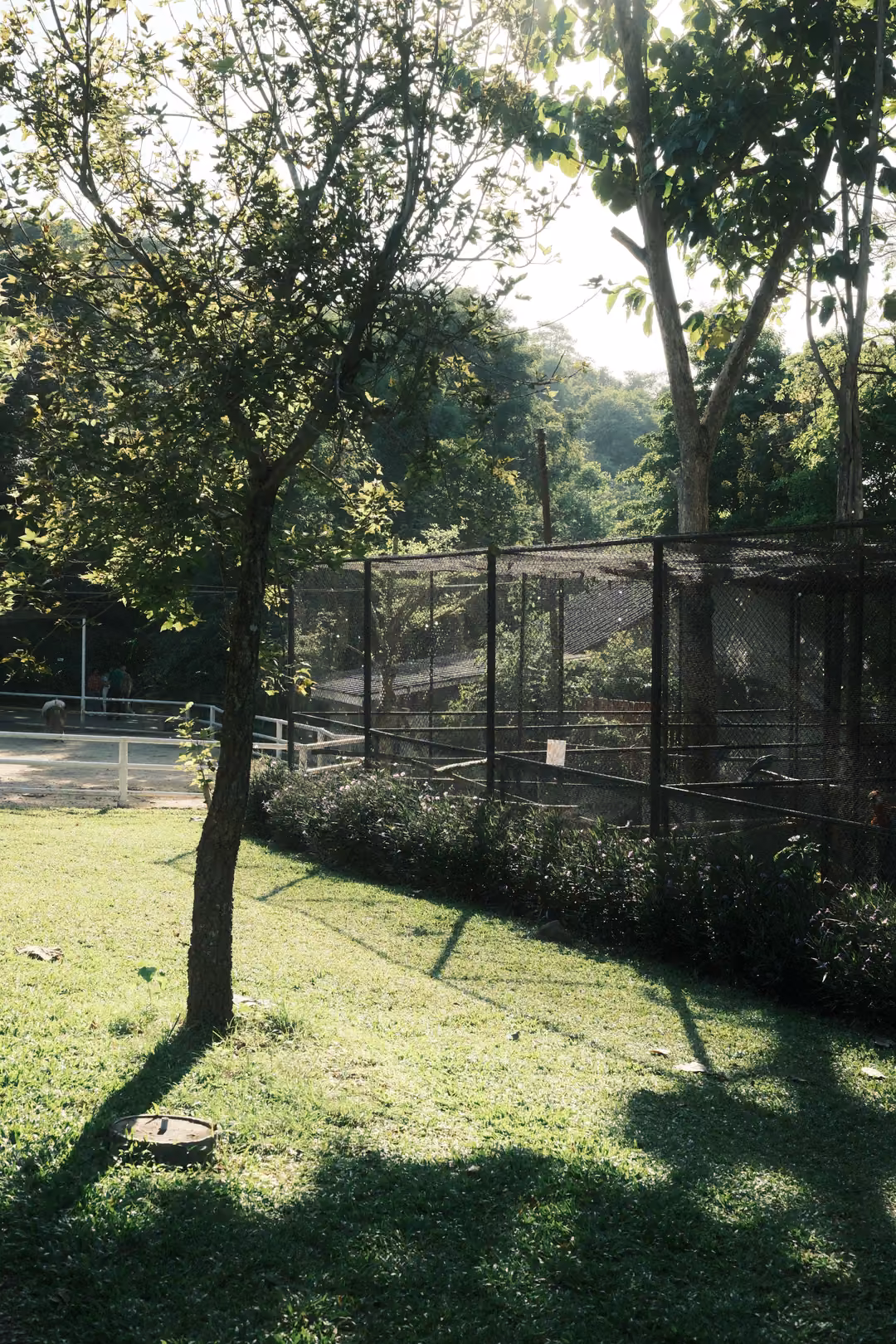 Sunlit lawn with a single young tree casting a long shadow beside a dark fenced enclosure