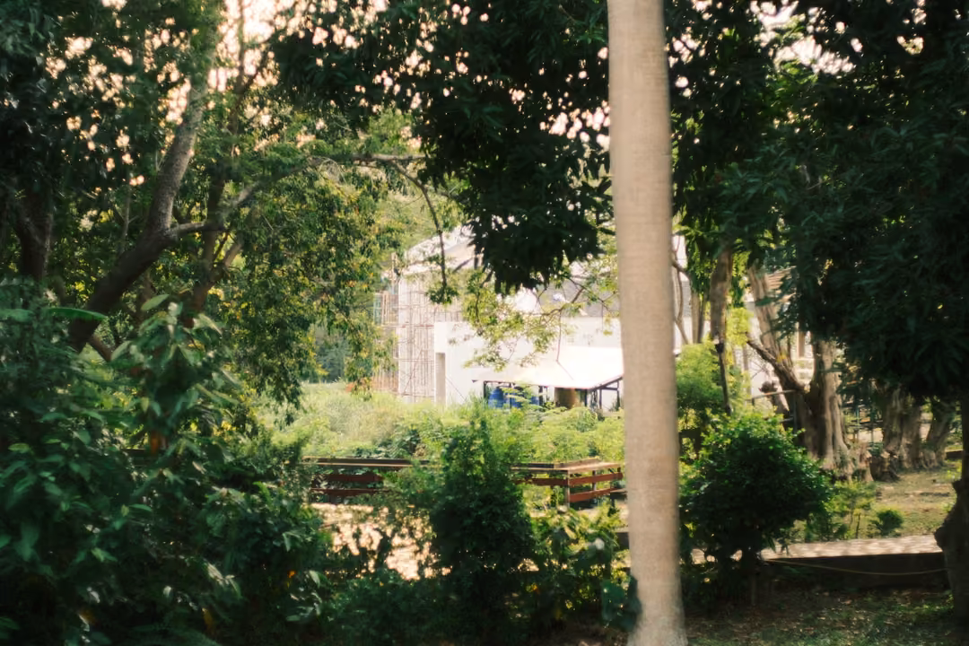 A smooth pale palm trunk in front of dark leafy trees, a white building and garden visible through the gap.