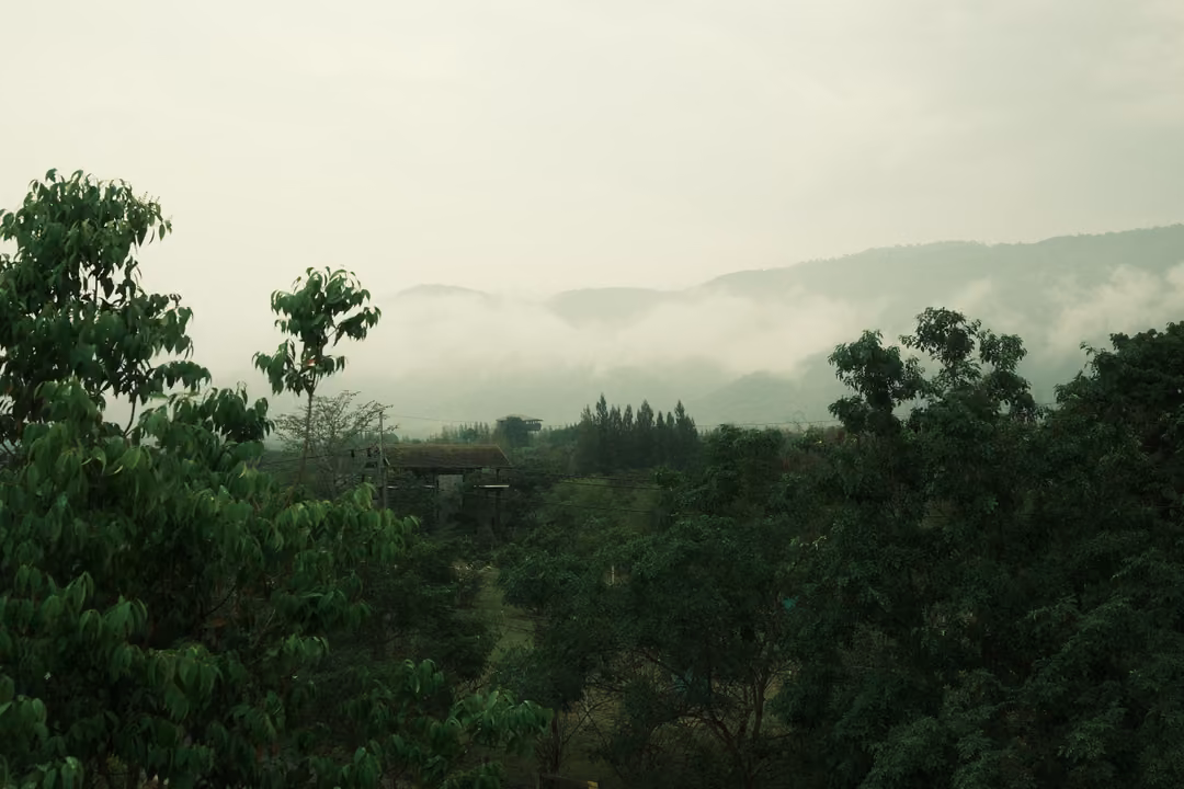 Misty mountains with low cloud lying in the valleys, above a canopy of green treetops.