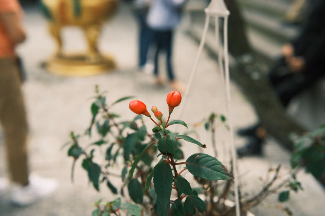 Red buds on a small green plant in focus, blurred visitors and a golden urn on a temple courtyard behind