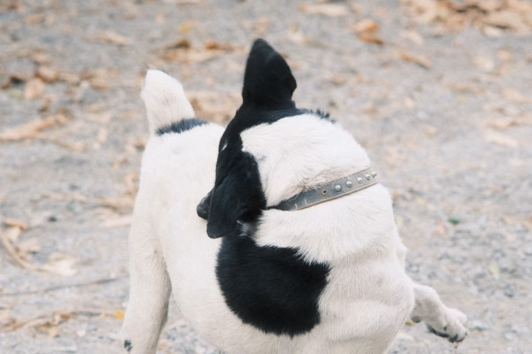 Black and white dog with a collar seen from behind, ears up, standing on gravel with dry leaves