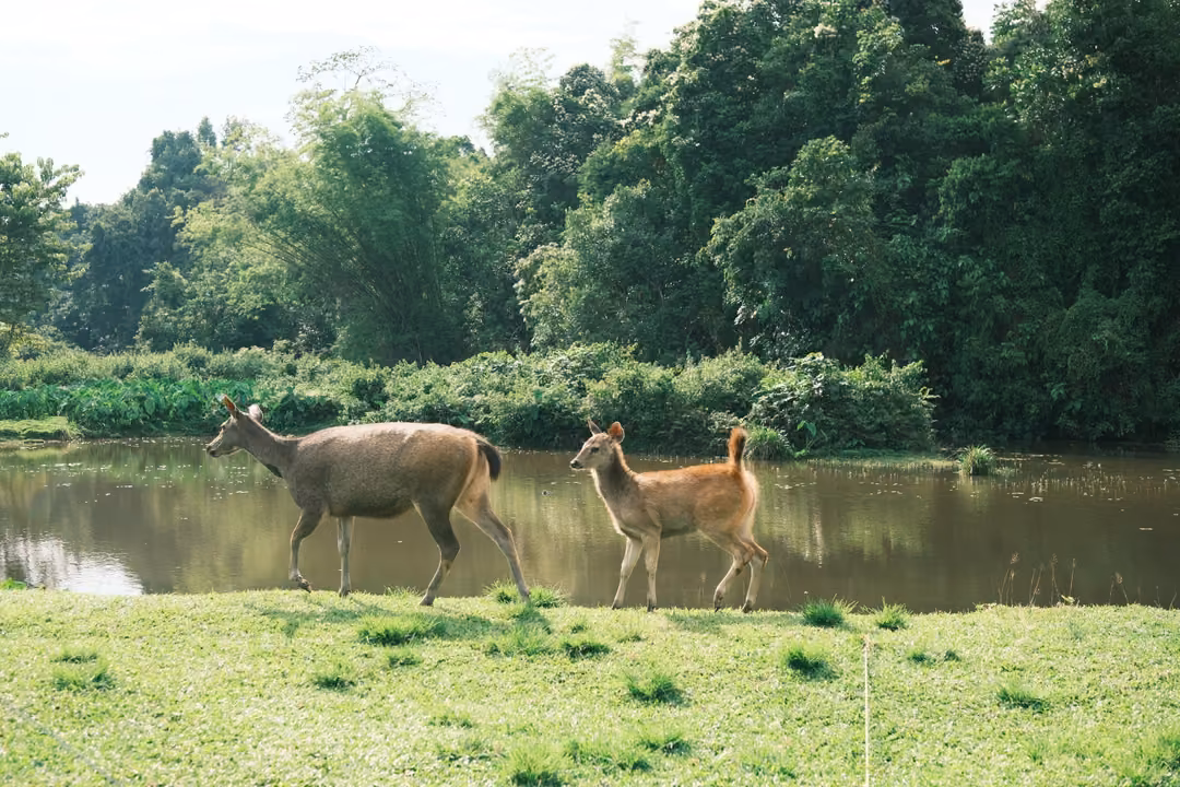 Two deer walk along a grassy riverbank, a larger grey-brown one leading a smaller tan one.