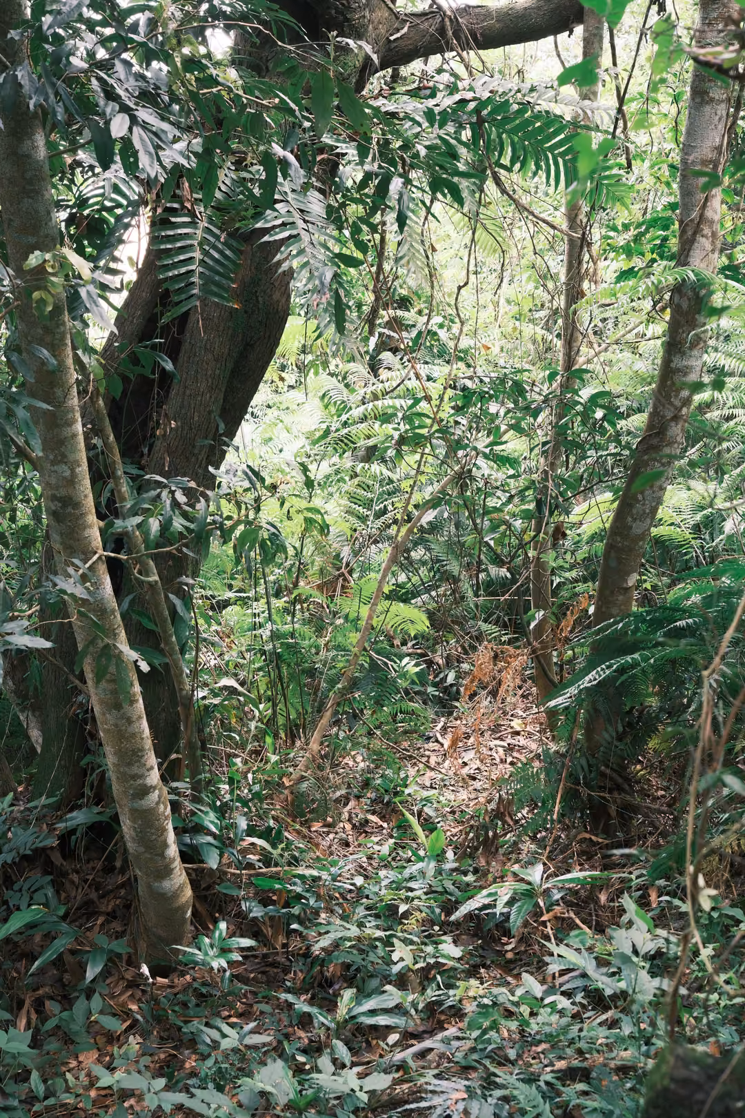 Dense tangle of slender tree trunks, ferns and leaf litter on a forested slope