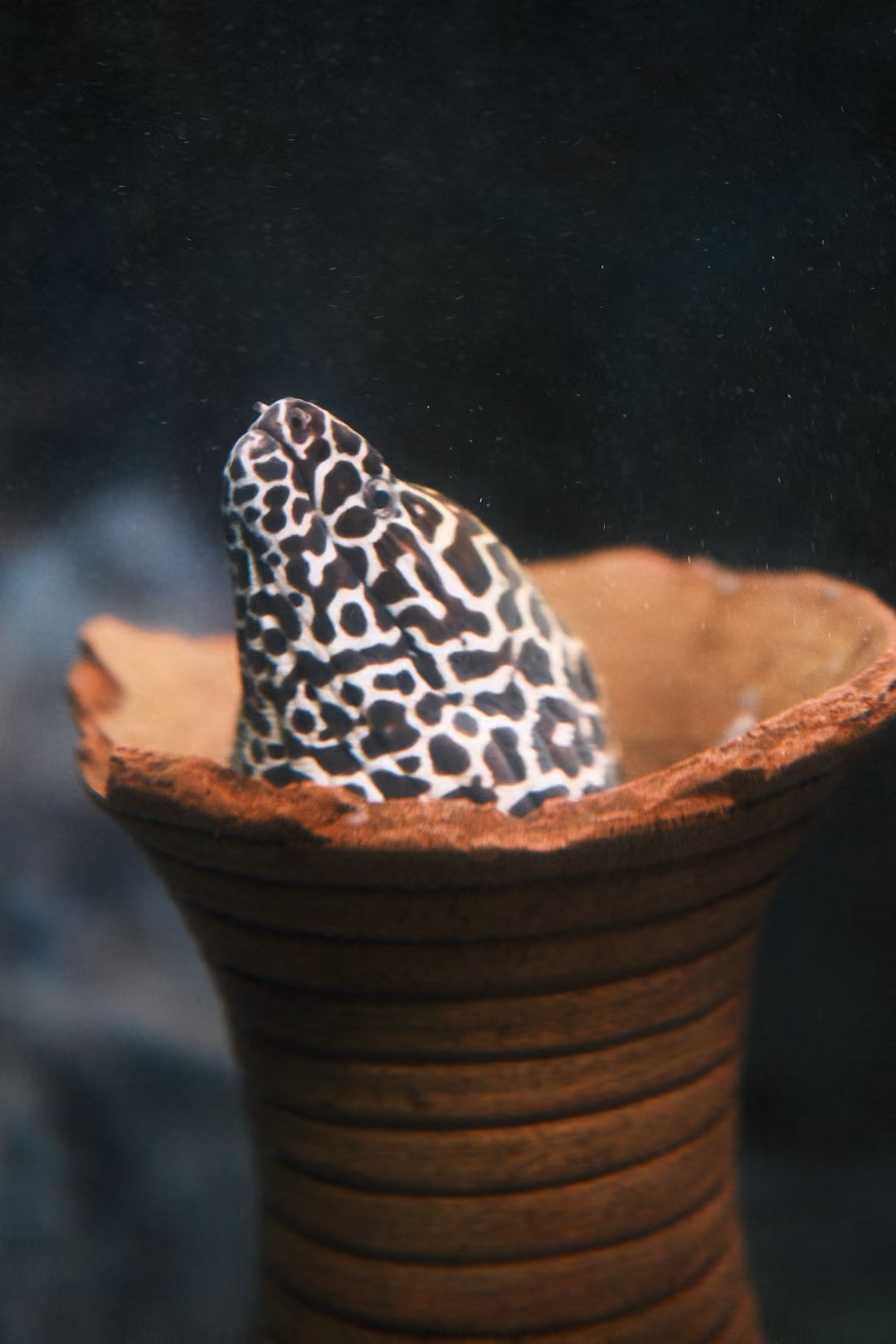 Eel with a black and white leopard-like pattern peeking out of a terracotta pot in a dark tank
