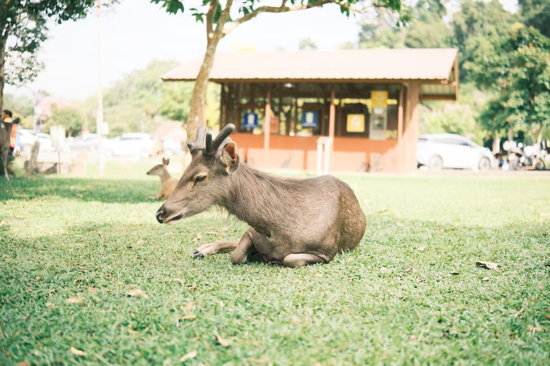 A resting deer with small antlers lying on grass in front of a wooden kiosk and parked cars