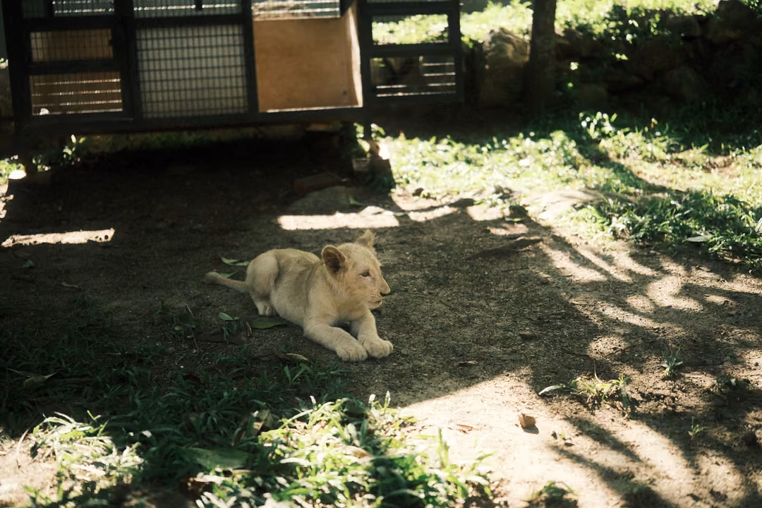 Young pale lion lying on shaded dirt by grass, a mesh crate in the background