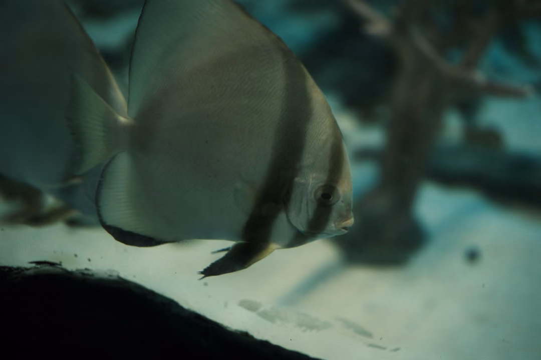 Close view of a tall silver disc-shaped fish with dark vertical bands near a sandy bottom
