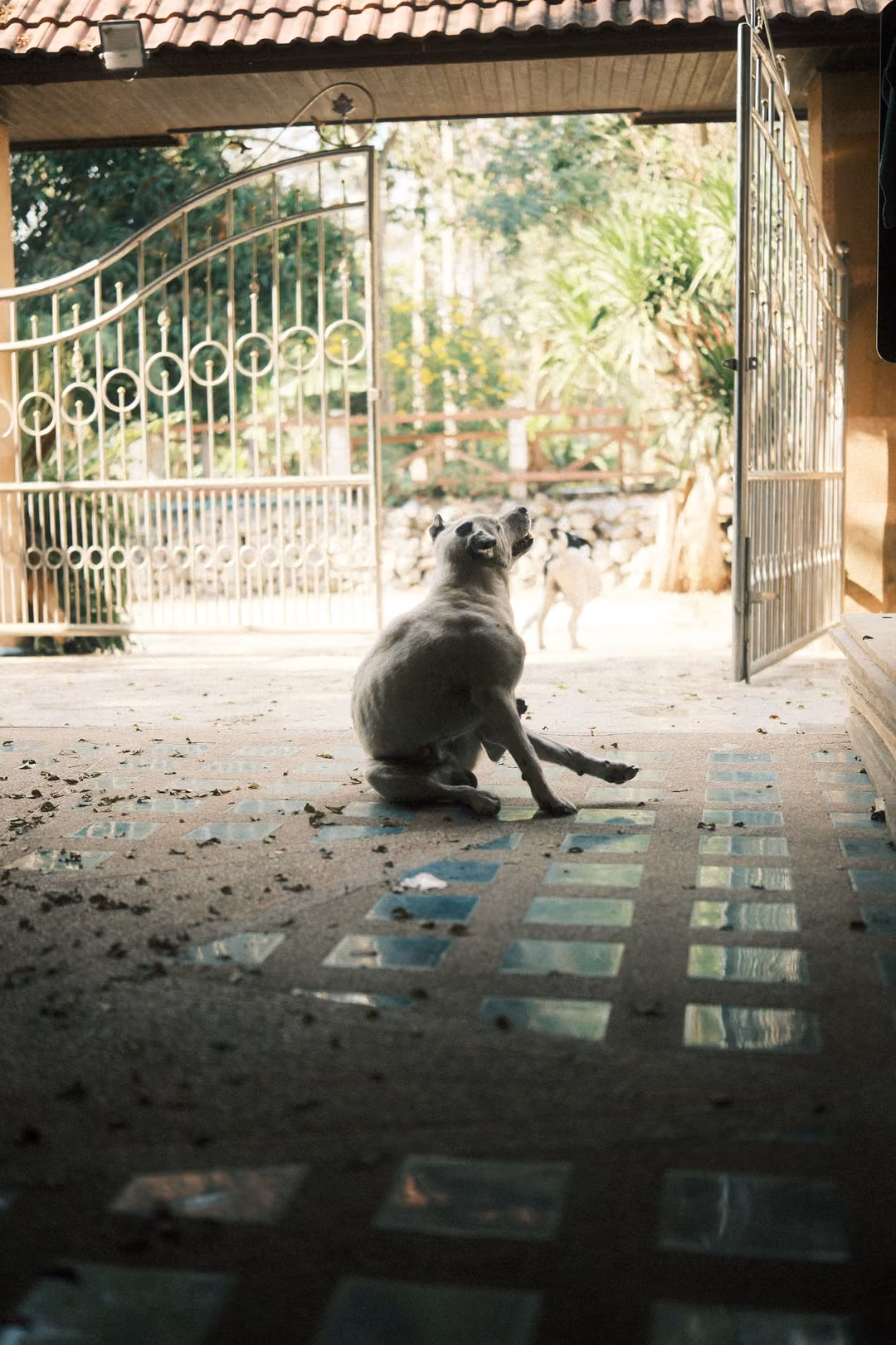 Pale dog sitting on a tiled courtyard scratching itself, an ornate metal gate and trees behind