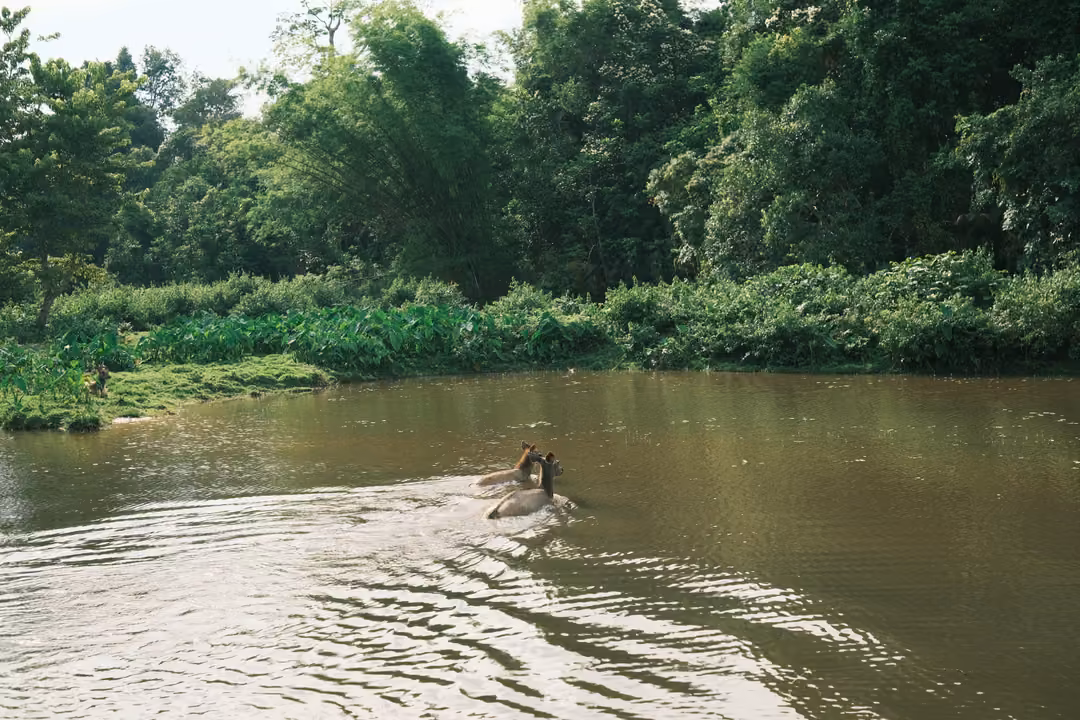 The swimming deer further out on the river, its wake widening behind it toward the near bank.