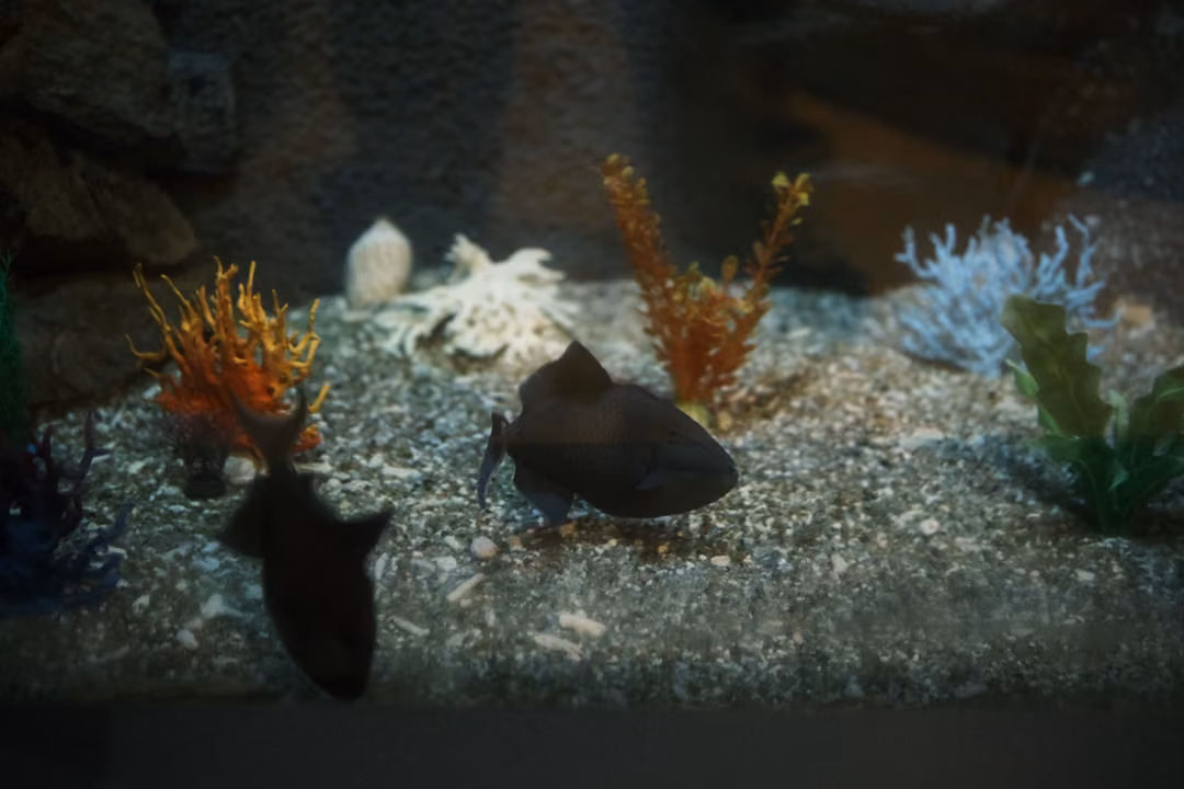 A dark fish swimming over gravel among orange, white and blue artificial corals