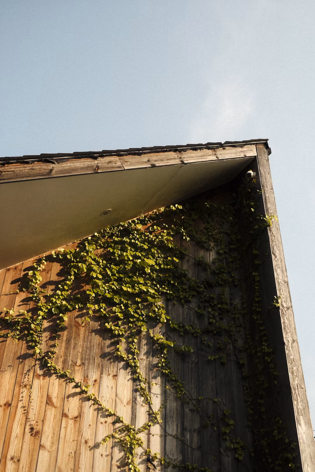 The steep corner of a wooden building with ivy climbing up its weathered planks, blue sky above