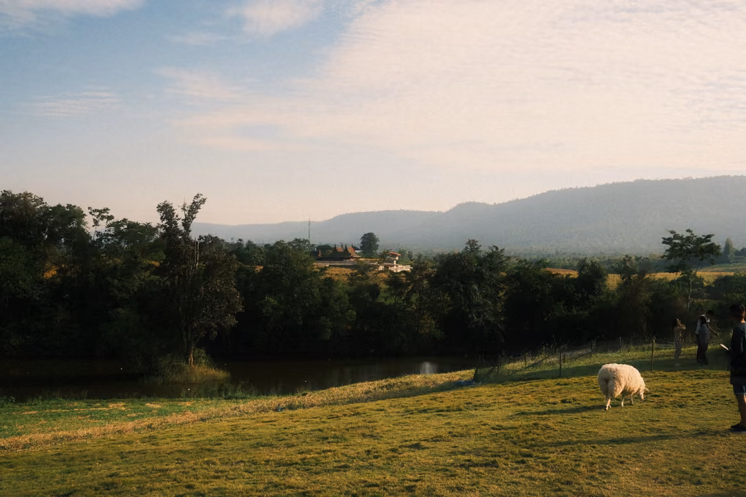 A single sheep grazes on a sunlit slope, with a pond, trees and distant hills under a blue sky.