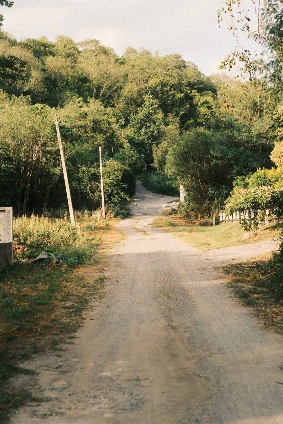 A gravel road splitting at a junction, utility poles leaning by tall trees and a white fence on the right.