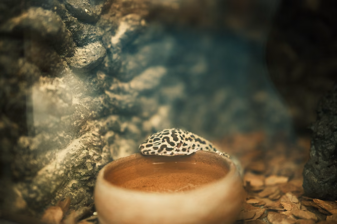 A yellow and black spotted gecko draped over the rim of a clay water dish