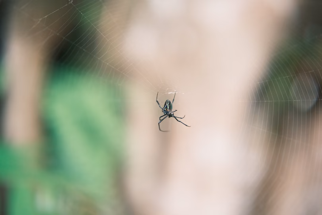 A black and white spider sitting in its web, with blurred tree bark and leaves behind