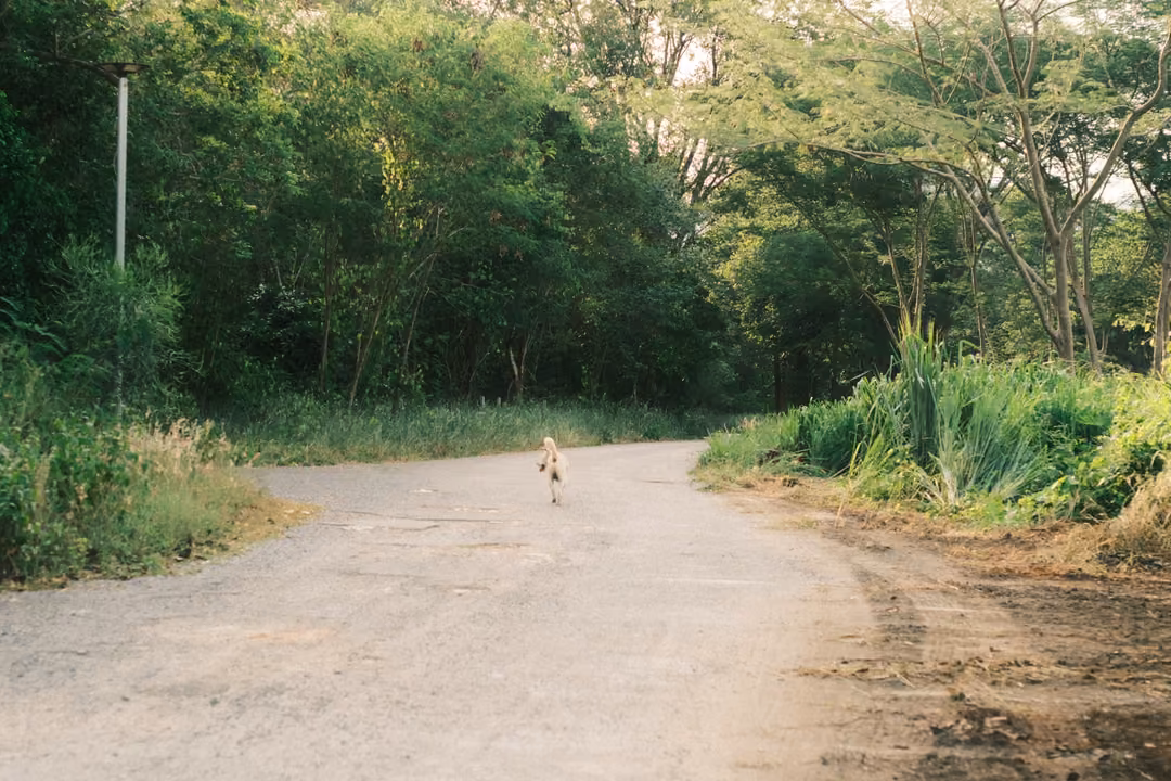 A small dog trots along a curving paved road lined with tall grass, bushes and trees.