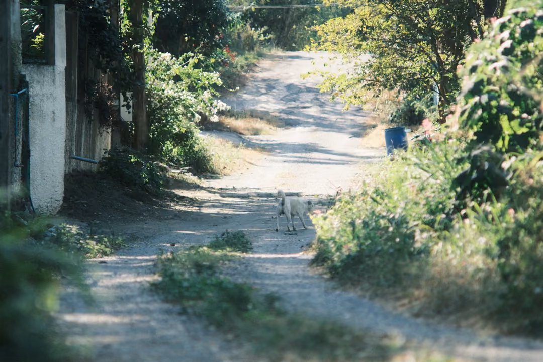 Sunny dirt lane between green bushes and a white wall, a small dog in the distance