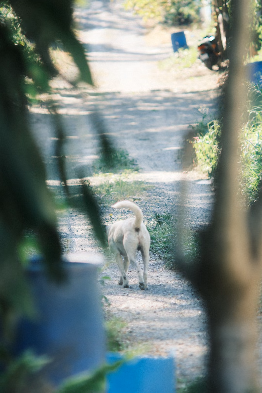 Dog walking away down a sunny gravel lane, seen through leaves, a blue barrel at the left
