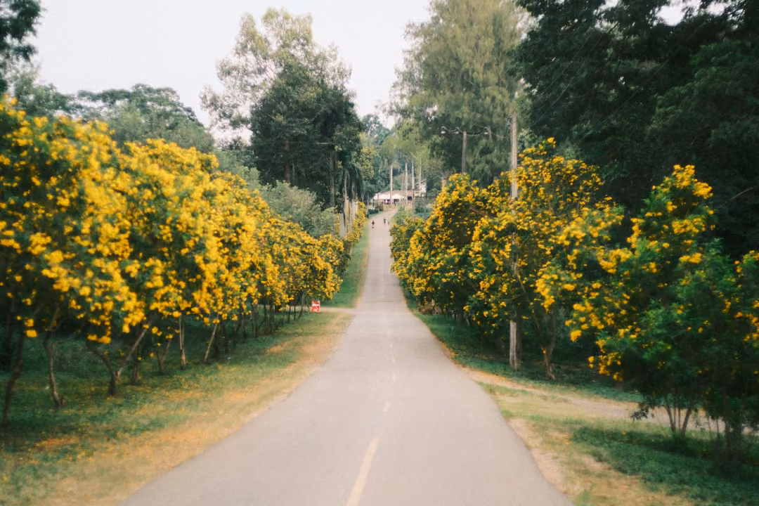 Narrow road lined on both sides with trees covered in yellow flowers, under a pale sky
