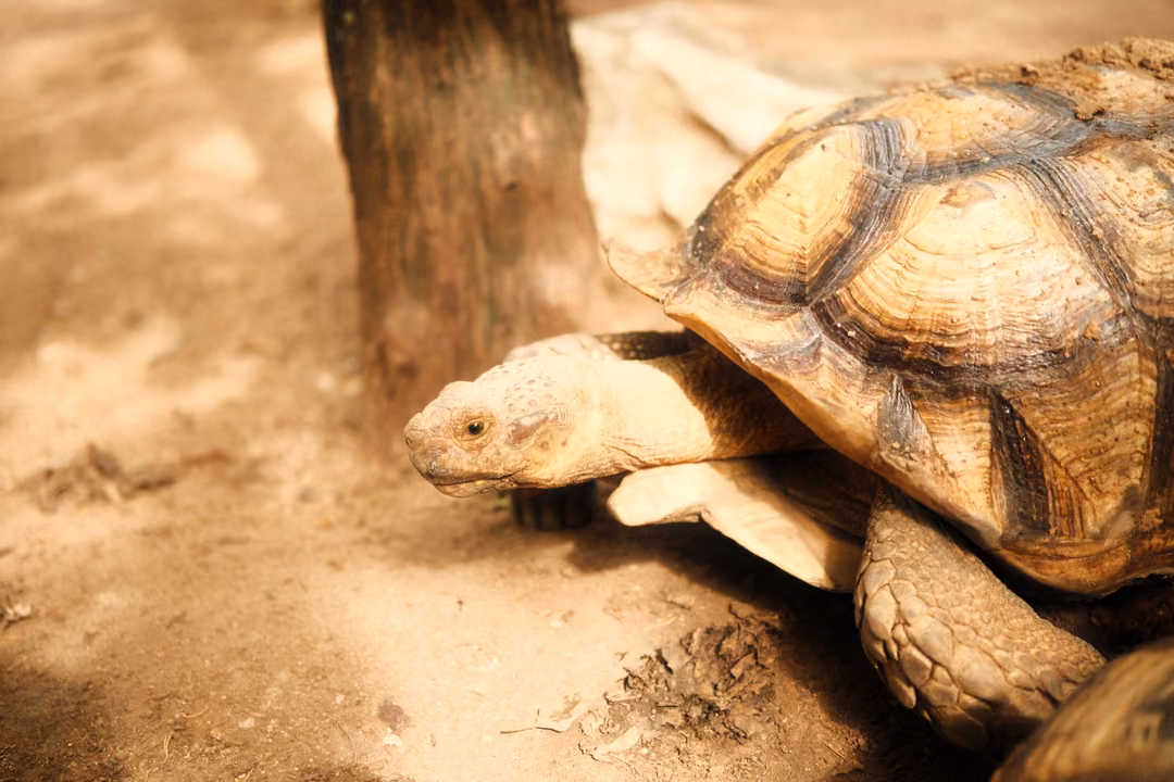 Tortoise walking past a tree trunk on sandy ground, its ridged shell and head in profile