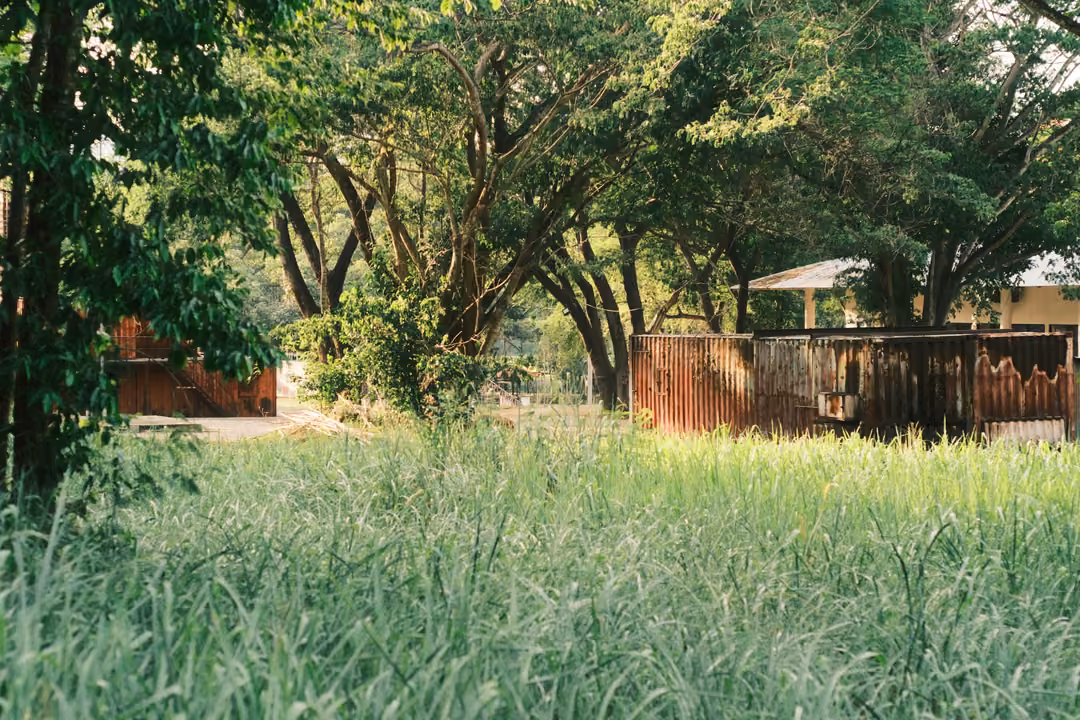 A field of tall green grass in front of rust-red container walls and a small house under spreading trees.