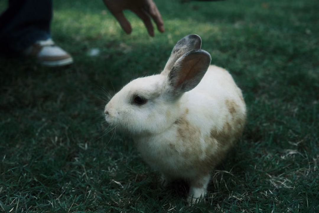 White rabbit with brown patches on grass as a hand reaches down toward it, a sneaker visible behind