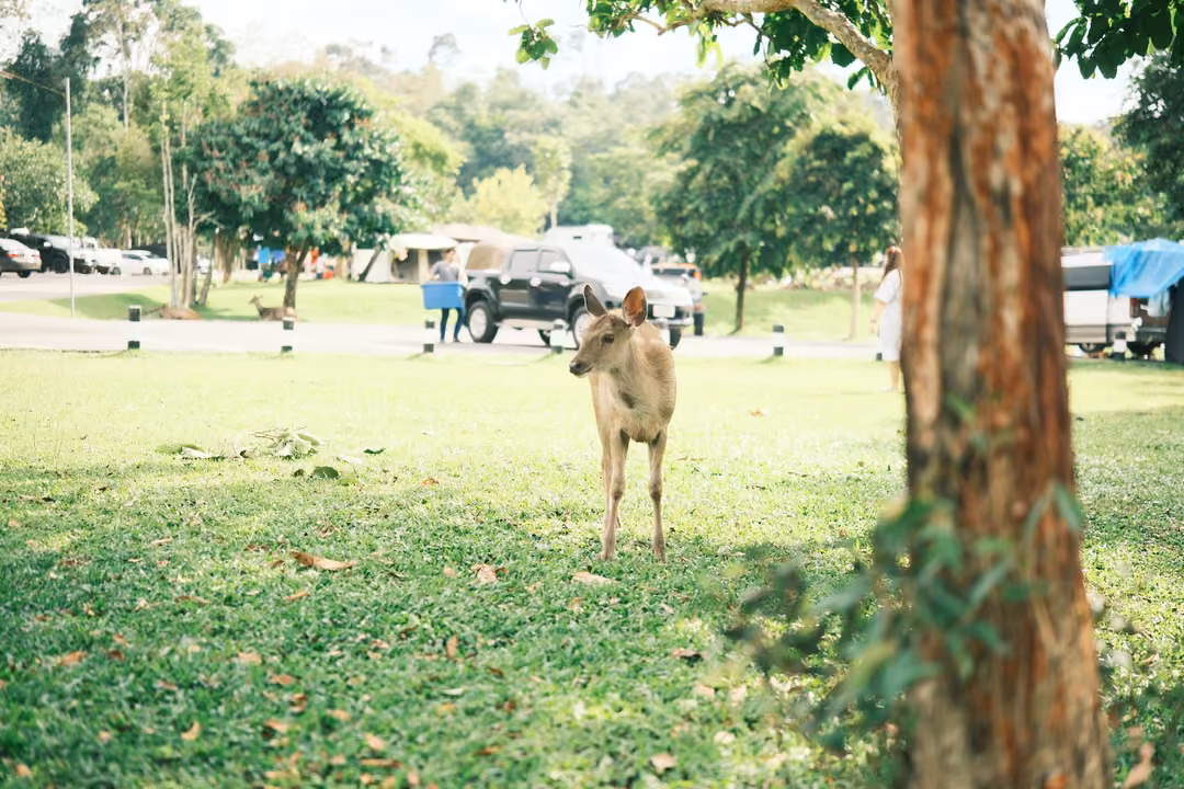 A young deer stands on a shaded lawn beside a tree trunk, with cars and campers in the background.