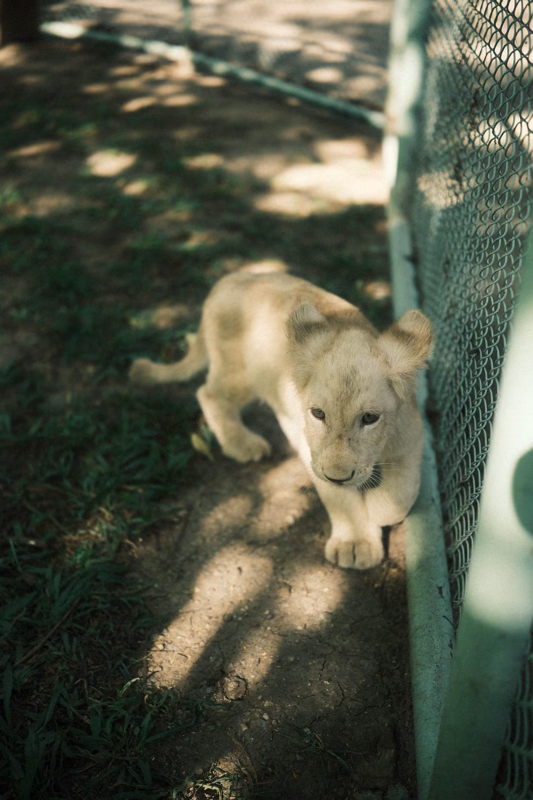 Pale lion cub walking toward the viewer along a fence, dappled sunlight on the ground