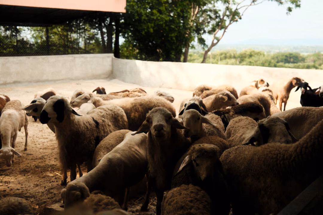 Crowd of brown sheep packed together in a shaded walled pen, with trees and hills beyond