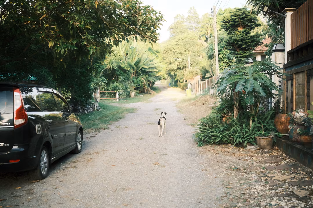 Gravel lane with a black-and-white dog walking ahead, a dark parked car at left and potted plants at right