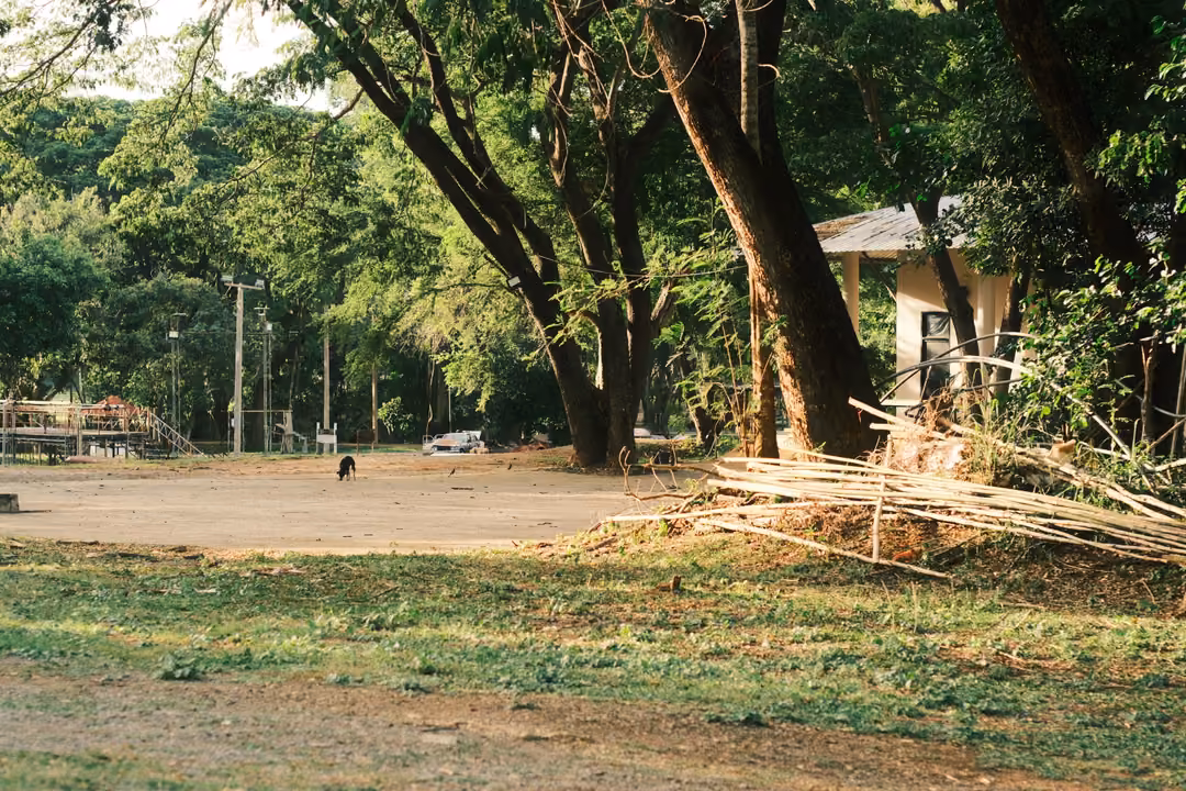 An open dirt yard under big trees, a pile of cut bamboo, a small white building and a dark dog far off.