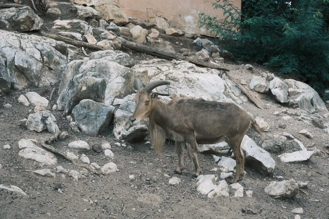 Small horned goat standing among white rocks on a slope, a wall and green bushes behind