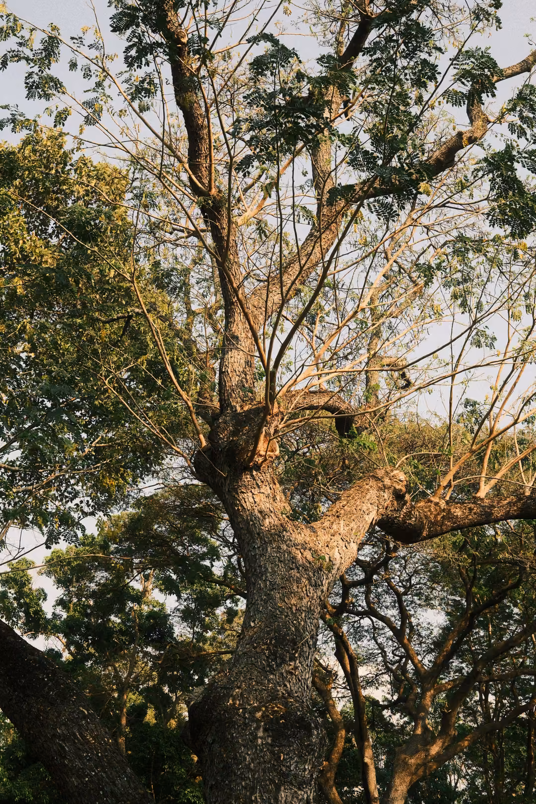 Looking up a thick tree trunk into a tangle of bare and leafy branches against a pale sky