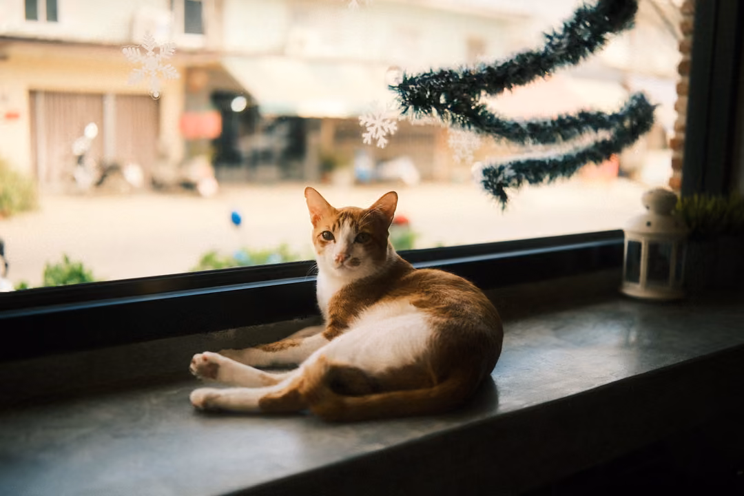 Ginger and white cat on a window ledge, legs stretched out, looking straight ahead, tinsel above