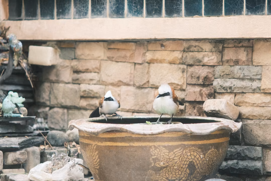 Two white-headed birds with dark eye stripes perched on the rim of a large glazed pot by a stone wall