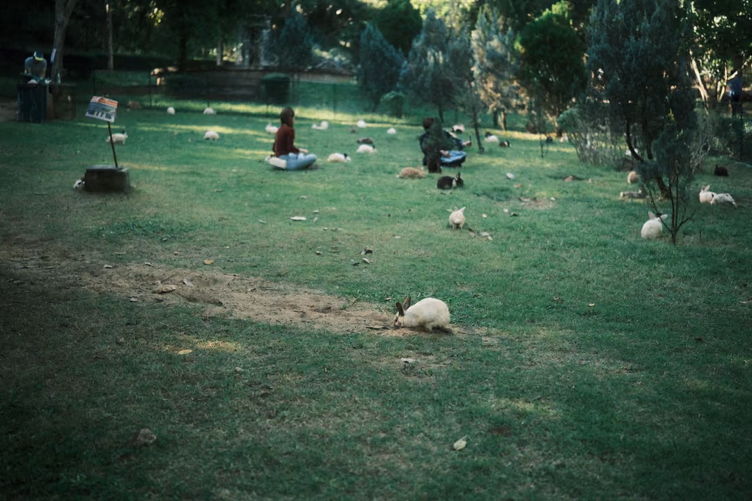 Wide grassy enclosure dotted with white rabbits, a few seated visitors, trees and a small sign on a post