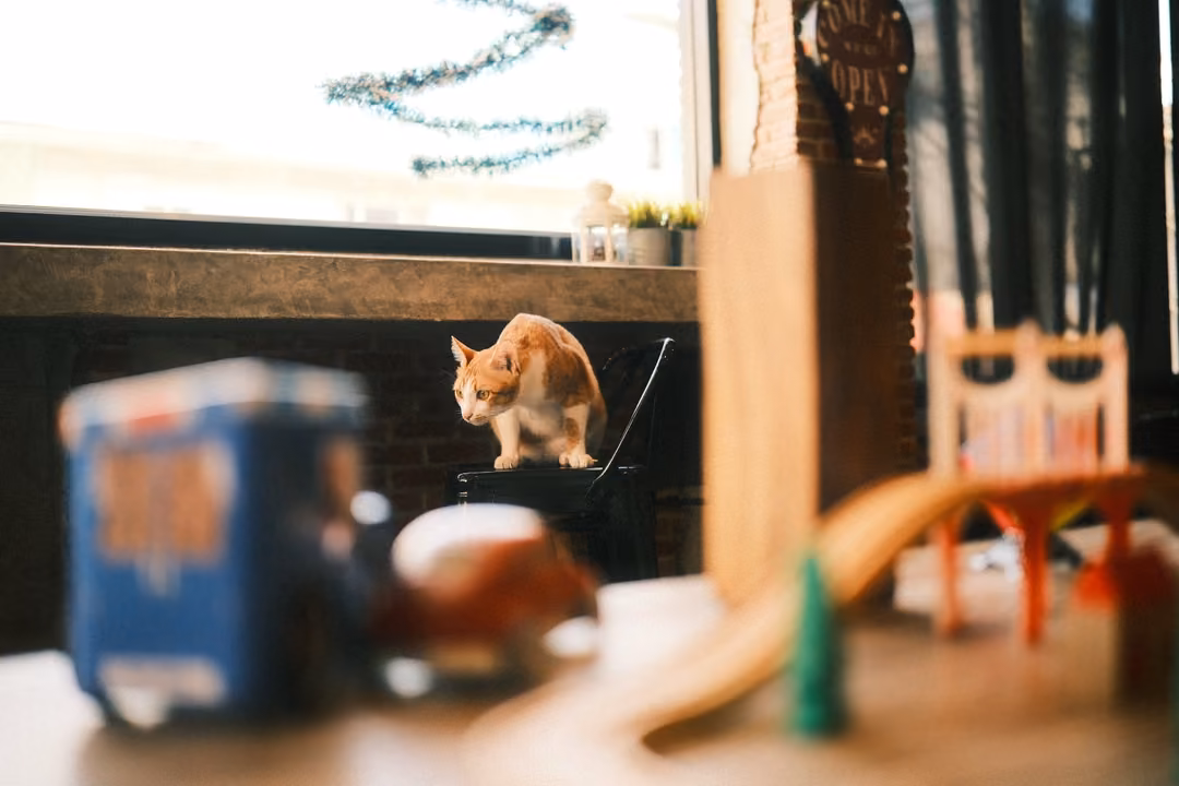 Ginger cat on a stool in a café looking down, blurred blue tin and wooden toy track in front