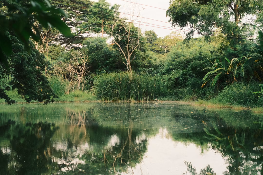 A still green pond reflecting surrounding trees and bushes under a pale sky.