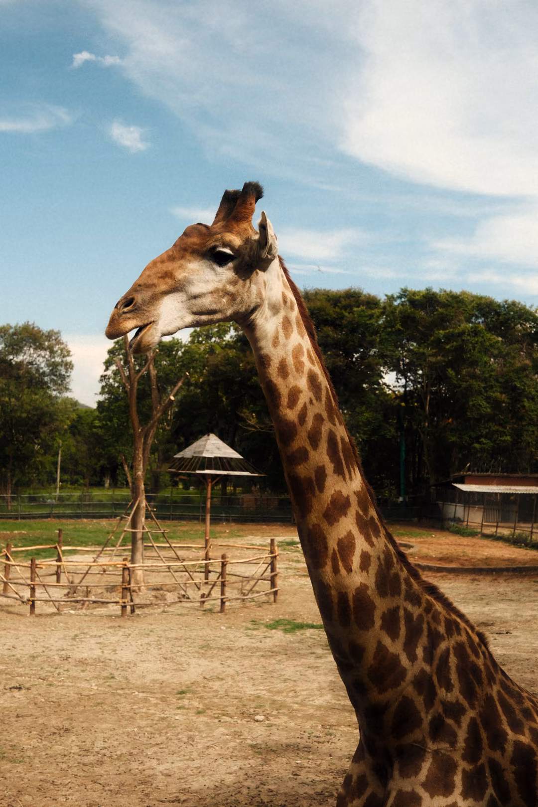 Giraffe chewing leaves, its long spotted neck filling the frame, with a dusty yard, feeders and blue sky behind